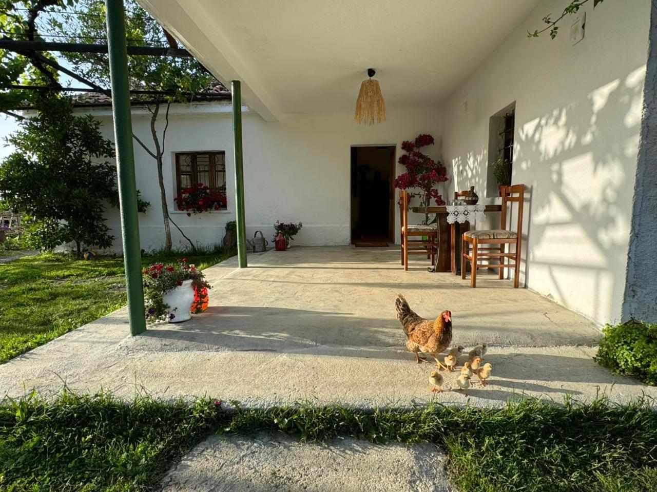 Guesthouse Vitoria - Mrizi I Zanave Fishte Extérieur photo